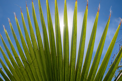 A Palm leaves on the background of the blue sky. Tropical background.