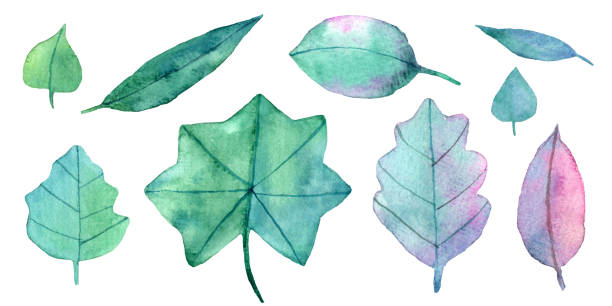 istock Set of watercolor hand drawn leaves. Isolated on white. Delicate summer green herbs. 1471832697