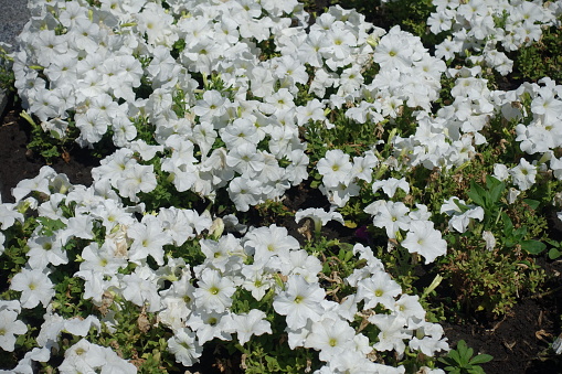 Multitudinous white flowers of petunias in mid July