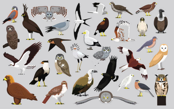 ilustrações de stock, clip art, desenhos animados e ícones de animal bird of prey eagle hawk kite falcon owl vulture characters cartoon vector - bird of prey