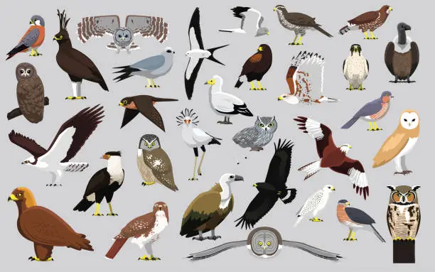 Vector illustration of Animal Bird of Prey Eagle Hawk Kite Falcon Owl Vulture Characters Cartoon Vector