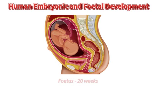 Human embryonic and foetal development