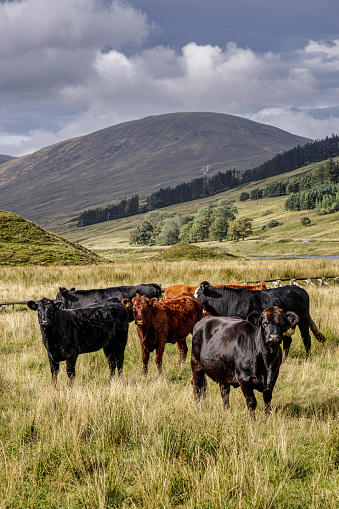 Herd of cattle in grasslands with mountains in background