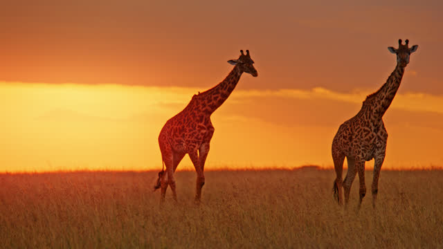 Giraffes walking in sunny,golden field below sunrise sky