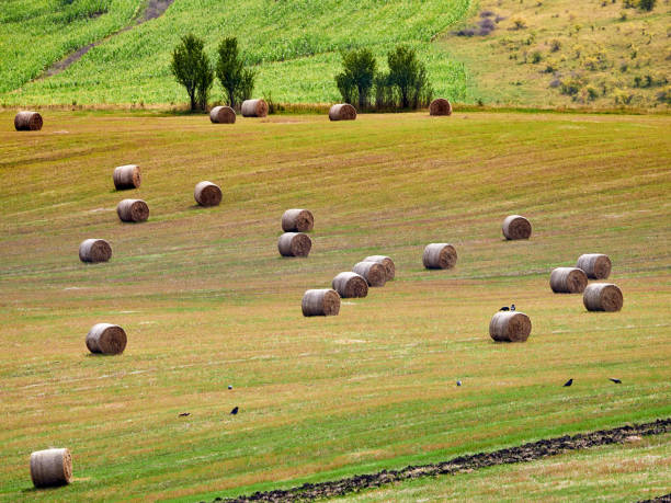 round hay bales are scattered across the farmer's field. - romanian hay imagens e fotografias de stock