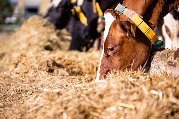 des vaches mangent du foin à la ferme. concept d’élevage et d’élevage bovin. - ayrshire cattle cow husbandry cattle photos et images de collection