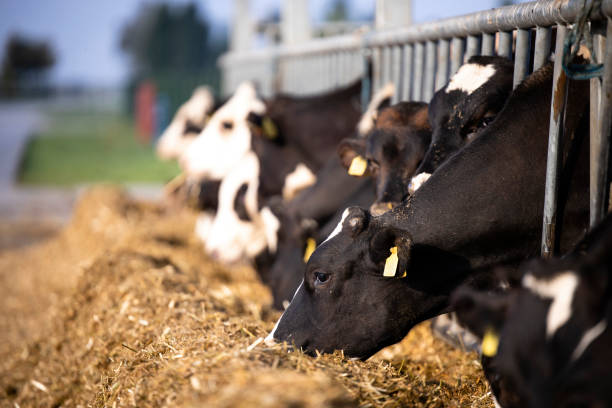 groupe de vaches mangeant de la nourriture à l’extérieur à la ferme. - ayrshire cattle cow husbandry cattle photos et images de collection