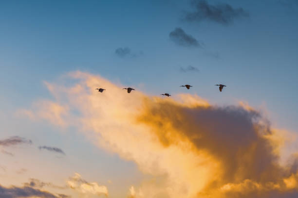 istock Sunrise sky and clouds with Australian White Ibis birds in flight 1471842340