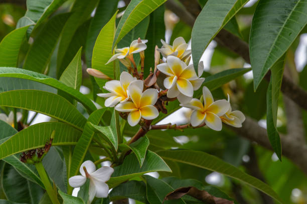 istock White and yellow frangipani flowers on the tree in light rain 1471842582