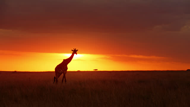 Giraffes walking in idyllic nature reserve field below dramatic sunrise sky