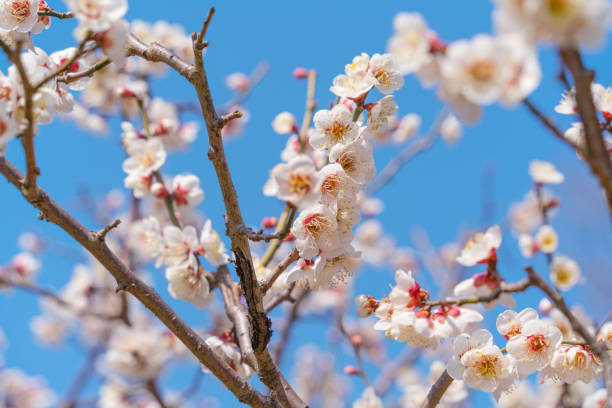 istock Flowers Blossoms Against Clear Blue Sky 1471842801