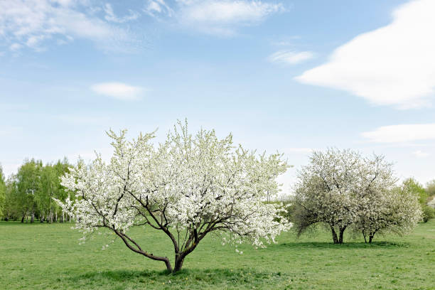 Cherry tree blossom on the hills under the sunny sky