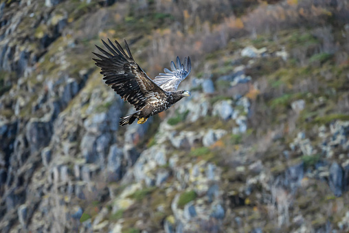 Sea eagle in a fjord outside Svolvaer in Lofoten, Norway.  Many sea eagles in this area. The photo was taken in October.
