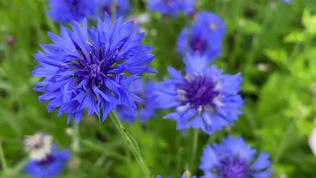 Beautiful blue cornflowers swaying in the wind on a summer day