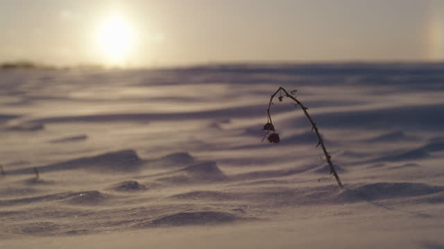 A dead flower in a frozen landscape