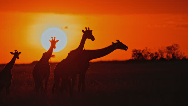 Silhouetted giraffes grazing in nature reserve field at sunrise