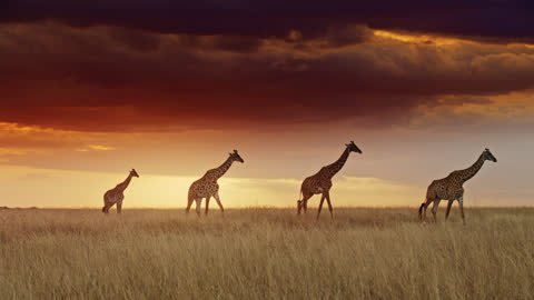 Giraffes walking in a row below dramatic sunrise sky on nature reserve