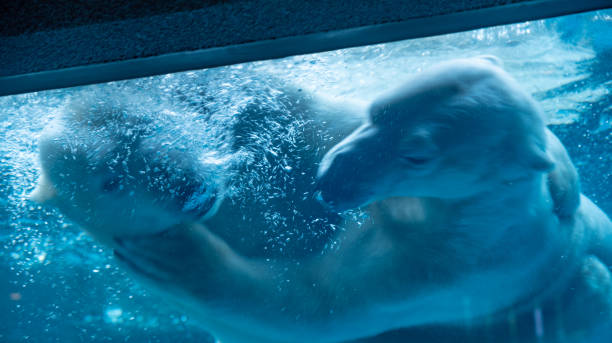 istock Polar bear playing in the water 1471848873