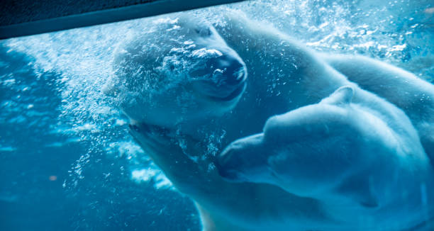 istock Polar bear playing in the water 1471848889