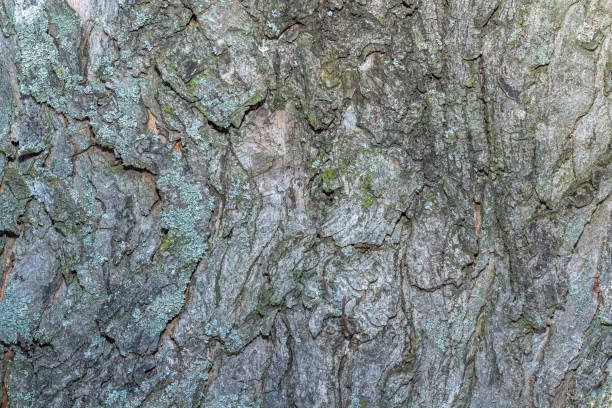 istock Old tree bark with beautiful patterns for graphic design or wallpapers. Natural background in abstract style. 1471848971