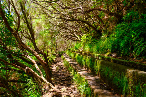 istock Levada das 25 Fontes and Levada do Risco walkways with luscious flowers on Madeira island during a beautiful summer day 1471849178