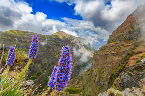 Pride of Madeira flowers with clouds over the mountains on Madeira island at the Pico do Arieiro on the Vereda do Areeiro - Pico Ruivo, a populair walkway over the highest mountains of the island.