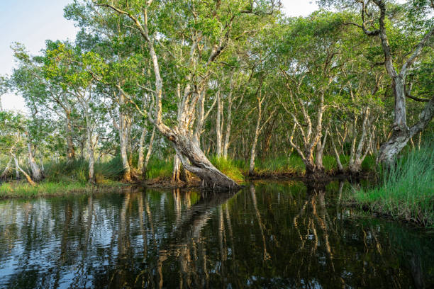 istock White samet or cajuput trees in wetlands forest with reflections in water. Greenery botanic garden. Freshwater wetland. Beauty in nature. Body of water. Lush green forest in wetland. Environment day. 1471850725