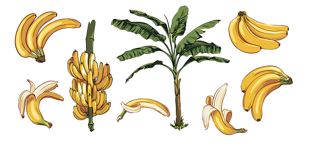 vector set of bananas and banana palm. palm leaves and branches. collection of hand drawn banana elements