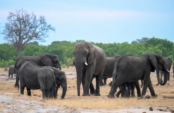 african elephants - hwange national park imagens e fotografias de stock