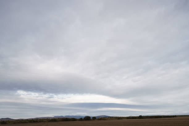Healthy ripening wheat growing in a farm field under big blue summer skies with white fluffy clouds to the horizon.