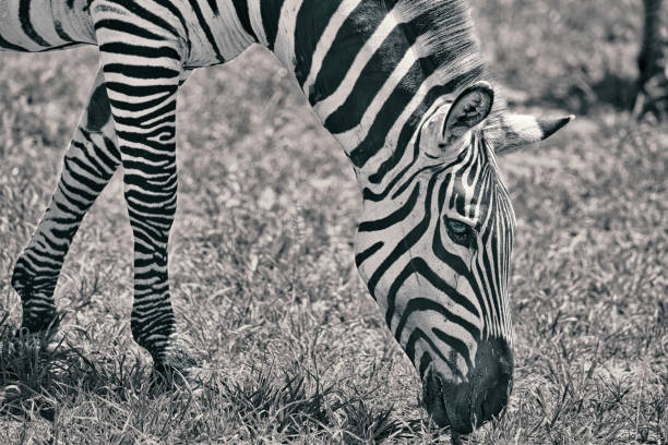 Zebras in Tanzania