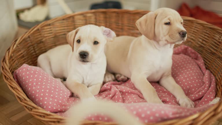 Cute puppies relaxing in their bed