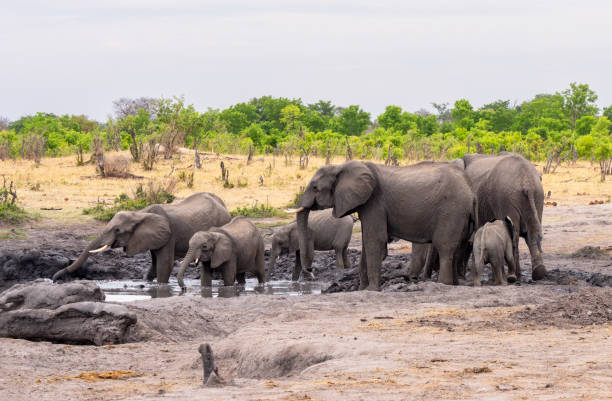 африканские слоны - hwange national park стоковые фото и изображения