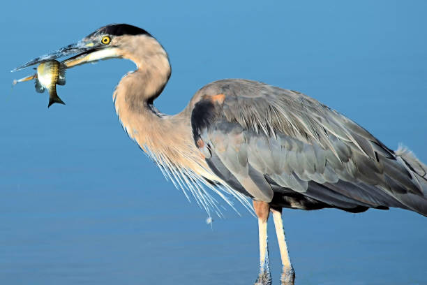 istock Great Blue Heron feeds on a freshly caught fish. 1471855639