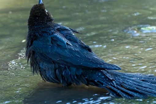 A Great tailed grackle bathing in a pond on a beach in Costa Rica.