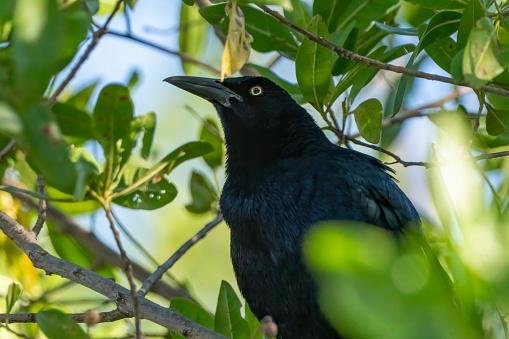 A Great tailed grackle in a tree on a beach in Costa Rica.