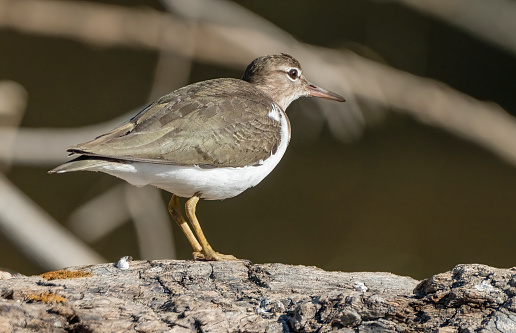 A spotted sandpiper in non-breeding plumage on a dried branch on a beach in Costa Rica.