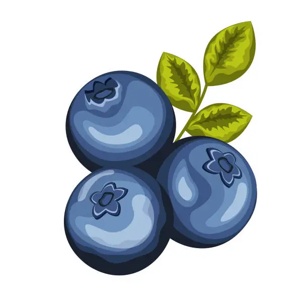 Vector illustration of Blueberry