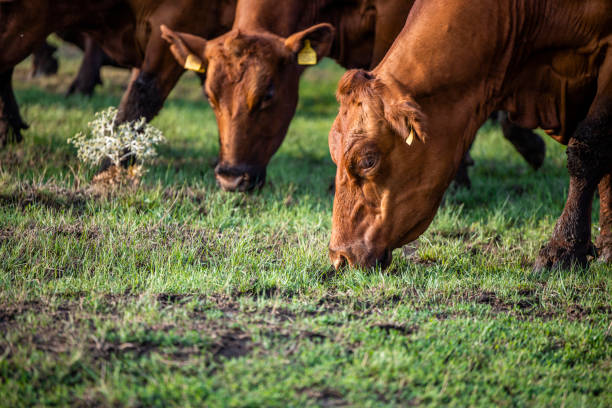 istock Beef cattle being outdoors and eating grass on the meadow. 1471857111