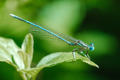 Common blue damselfly on the leaf