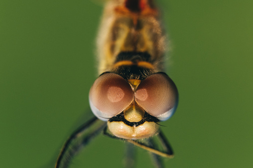 Dragonfly extreme close-up