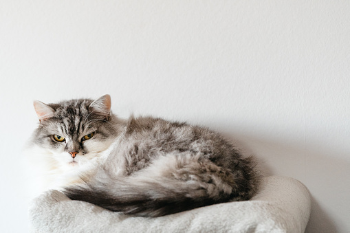 Portrait of a fluffy cat lying on a white blanket and looking at the camera