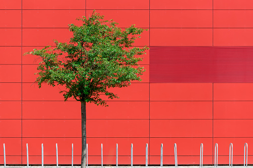 View of a single tree with green leaves in a row of empty bike racks in front of a red exterior of a large building