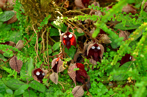 Aristolochia salvadorensis, also known as Darth Vader plant, since it looks like Darth Vader of Star Wars, is a woody climber native to El Salvador. It belongs to the Aristolochiaceae family of plants, which includes pipevines, birthworts and Dutchman’s pipe. The weird, corpse-like appearance of Darth Vader pipe vine flowers is due to adaptations that ensure its survival. The helmet-like shape and purple coloration of the blooms, combined with the powerful aroma of rotting flesh, tends to attract insect pollinators.\nOnce enticed, insects fly through the Darth Vader plant’s luminous “eyes.” The inside of the blooms is lined with sticky hairs that imprison the insects long enough to cover them with pollen. They are then released to fly out and pollinate more blooms.