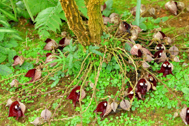 istock Aristolochia salvadorensis / Darth Vader plant / Pipe vine Flower 1471858295