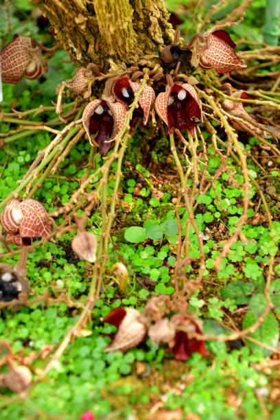 istock Aristolochia salvadorensis / Darth Vader plant / Pipe vine Flower 1471858302