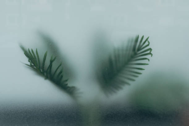 istock Diffuse view of two palm leaves behind a frosted glass pane 1471858548