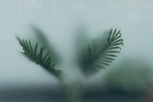 Diffuse view of two palm leaves behind a frosted glass pane