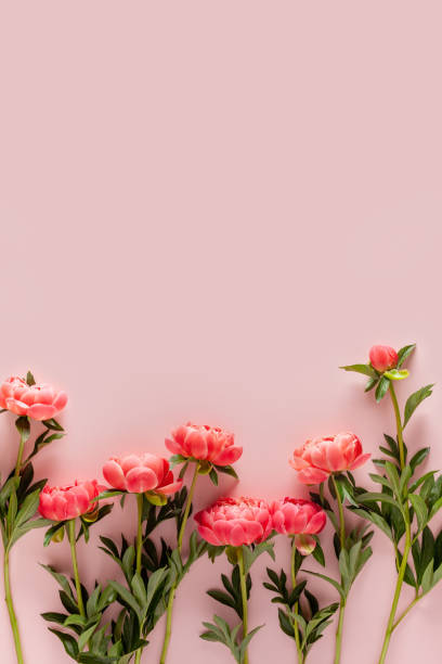 istock Beautiful peony flowers on a pink background. 1471859338