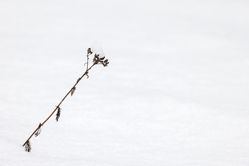 Dry frozen plant stands in a snowdrift on a daytime, close up photo with selective soft focus, winter natural background